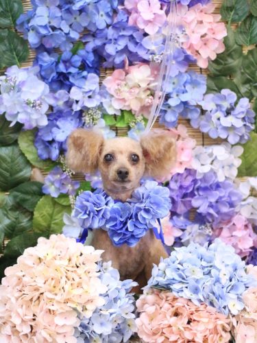 20250608ももちゃん